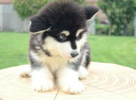 北京阿拉斯加犬价格多少钱