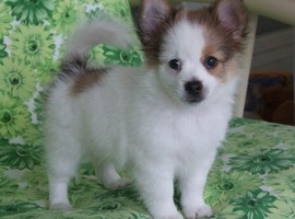 北京蝴蝶犬价格多少钱