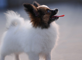 北京蝴蝶犬价格多少钱