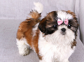 北京西施犬价格多少钱