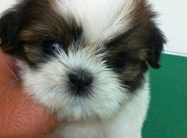 北京西施犬价格多少钱