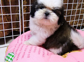 北京西施犬价格多少钱