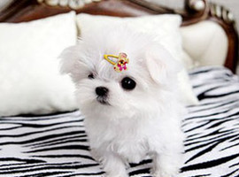 北京马尔济斯犬价格多少钱