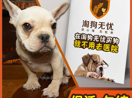 法国斗牛犬多少钱一只