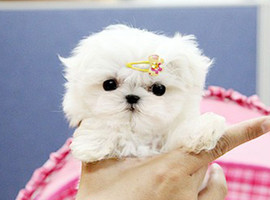 北京马尔济斯犬价格多少钱