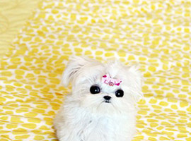 北京马尔济斯犬价格多少钱