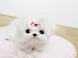 北京马尔济斯犬价格多少钱