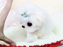 北京马尔济斯犬价格多少钱