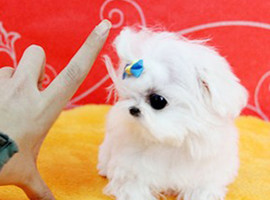 北京马尔济斯犬价格多少钱