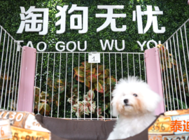 泰迪幼犬多少钱一只