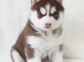 北京哈士奇价格多少钱