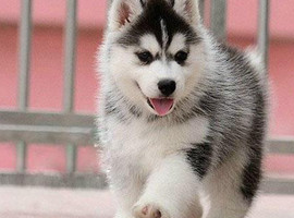 北京哈士奇价格多少钱