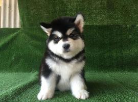 北京阿拉斯加犬价格多少钱