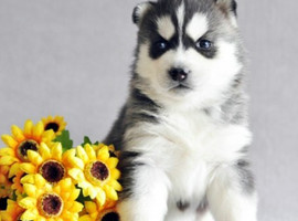 北京哈士奇价格多少钱