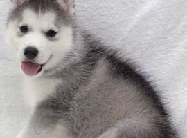 北京哈士奇价格多少钱