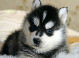 北京哈士奇价格多少钱