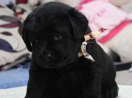 北京拉布拉多价格多少钱