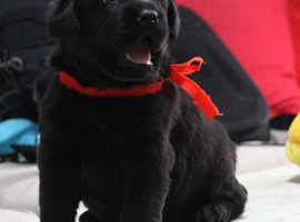 北京拉布拉多价格多少钱