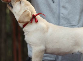 北京拉布拉多价格多少钱