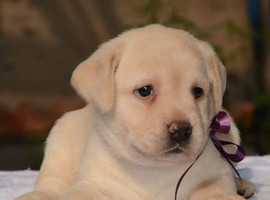 北京拉布拉多价格多少钱