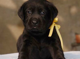 北京拉布拉多价格多少钱