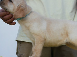 北京拉布拉多价格多少钱