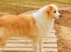 北京边境牧羊犬价格多少钱