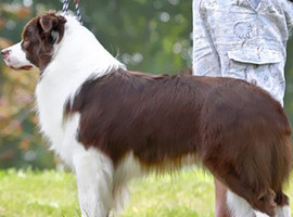 北京边境牧羊犬价格多少钱