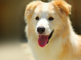 北京边境牧羊犬价格多少钱