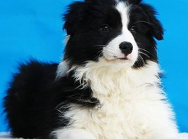 北京边境牧羊犬价格多少钱
