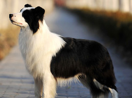 北京边境牧羊犬价格多少钱