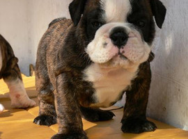 北京英国斗牛犬价格多少钱