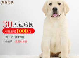 北京拉布拉多价格多少钱