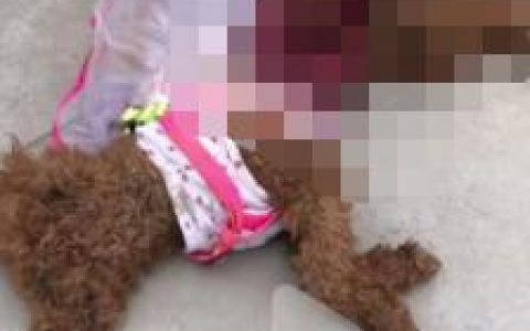 狼狗狼狗by千十九百度云txty千十九免费阅读全文（狼狗by千十九百度云txt）