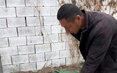 马犬多少钱一只幼犬图片？马犬多少钱一只幼犬图片及价格！