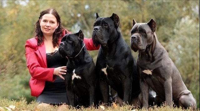 卡斯罗犬价格多少钱一只？卡斯罗犬价格多少钱一只幼犬！