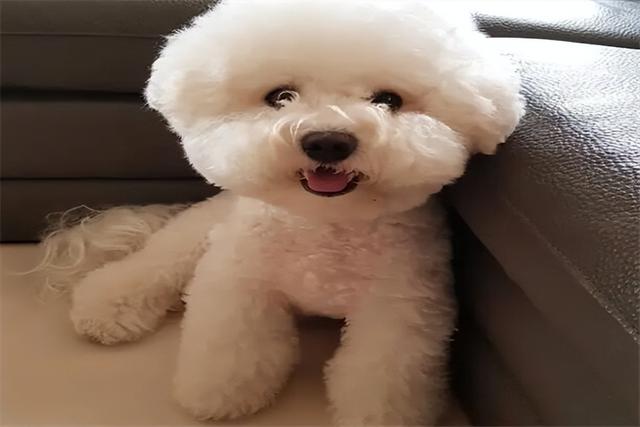 吉娃娃价格大概多少钱一只啊？吉娃娃价格大概多少钱一只图片！