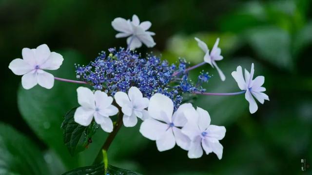 紫阳花のうららが散（紫阳花の散る时下）