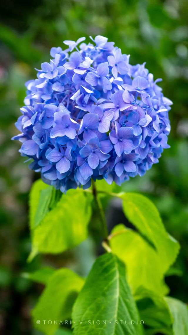 紫阳花のうららが散（紫阳花の散る时下）