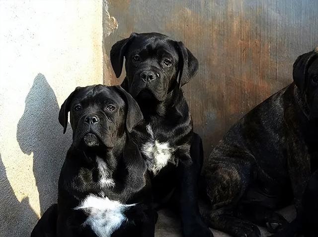 卡斯罗犬价格多少钱一只？卡斯罗犬价格多少钱一只幼犬！