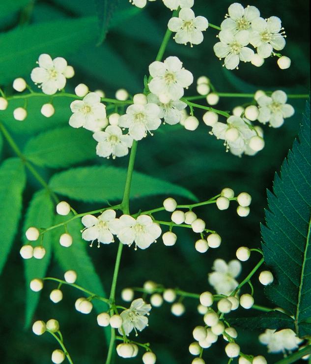 小叶珍珠梅的养殖方法和注意事项（盆栽珍珠梅的养殖方法和注意事项）