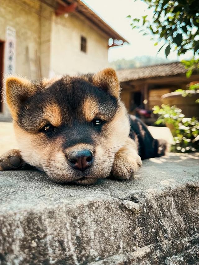 约克夏价格多少钱一只幼犬？千万别养约克夏！