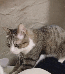 猫咪在主人被子上踩奶是什么意思（猫咪给被子踩奶）