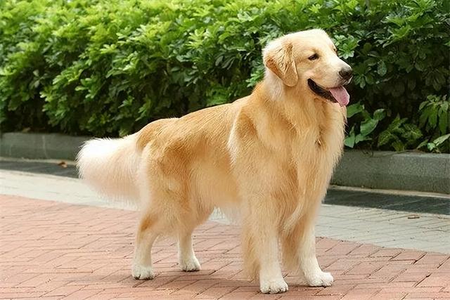 金毛狗多少钱一条？金毛狗多少钱一条在哪能买到！