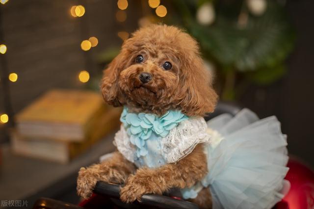 狗有多少品种图片？100种名犬图片及名字！