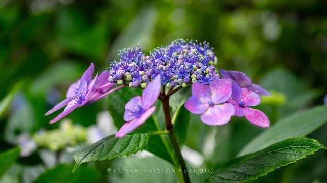 紫阳花のうららが散（紫阳花の散る时下）