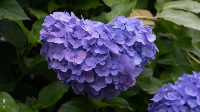 紫阳花のうららが散（紫阳花の散る时下）