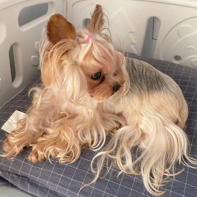 约克夏多少钱一只_纯种_金色幼犬! | 飒飒宠物生活-猫咪狗狗知识分享