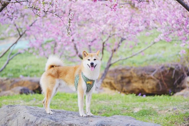 狗有多少品种图片？100种名犬图片及名字！