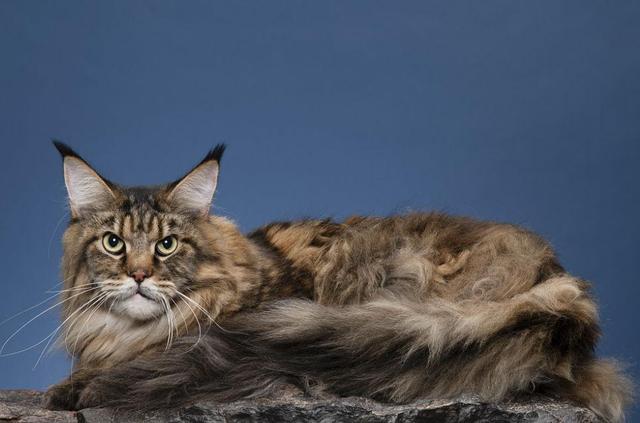 美国短毛猫价格多少钱一只幼崽？美国短毛猫价格多少钱一只幼崽图片！